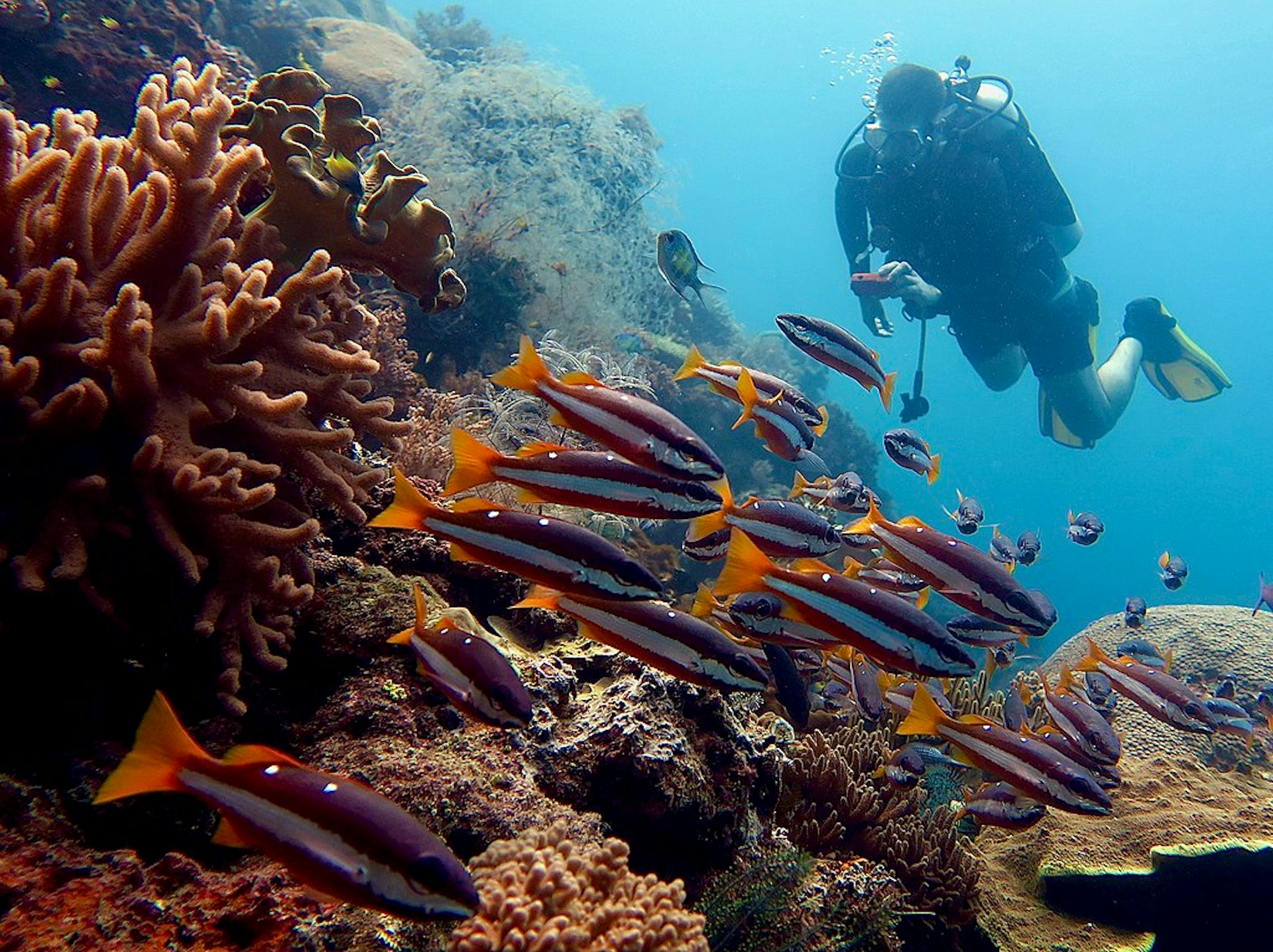 Keindahan laut Raja Ampat