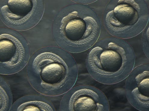 new research shows a genetic ‘master switch’ determines sex in most animals
