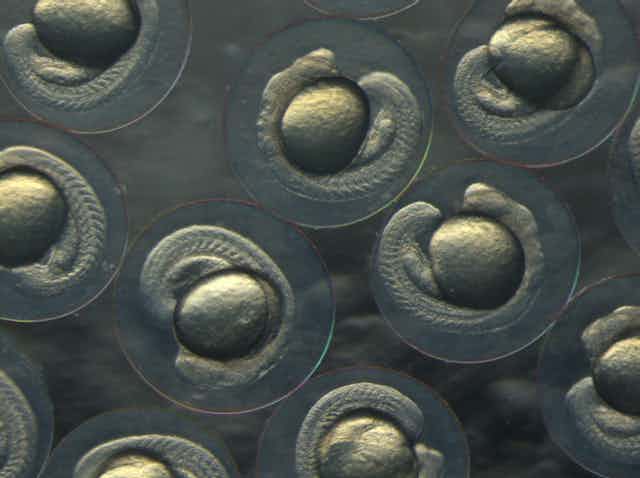 A microscopic photo shows some translucent zebrafish embryos.