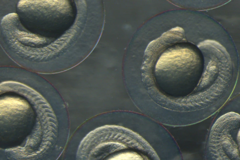 A microscopic photo shows some translucent zebrafish embryos.