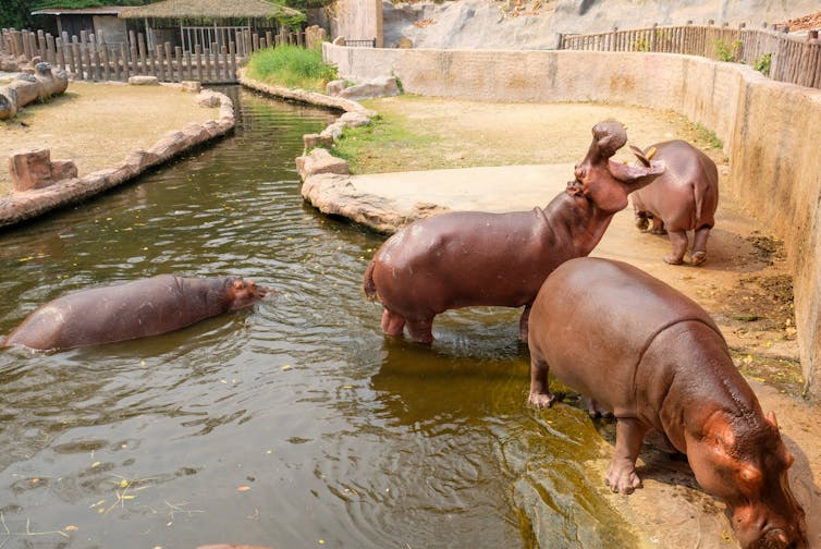 A group of hippos in water at a zoo.