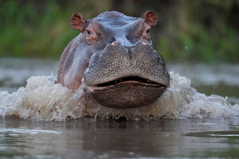 A hippo swims in the Magdalena river, Colombia.