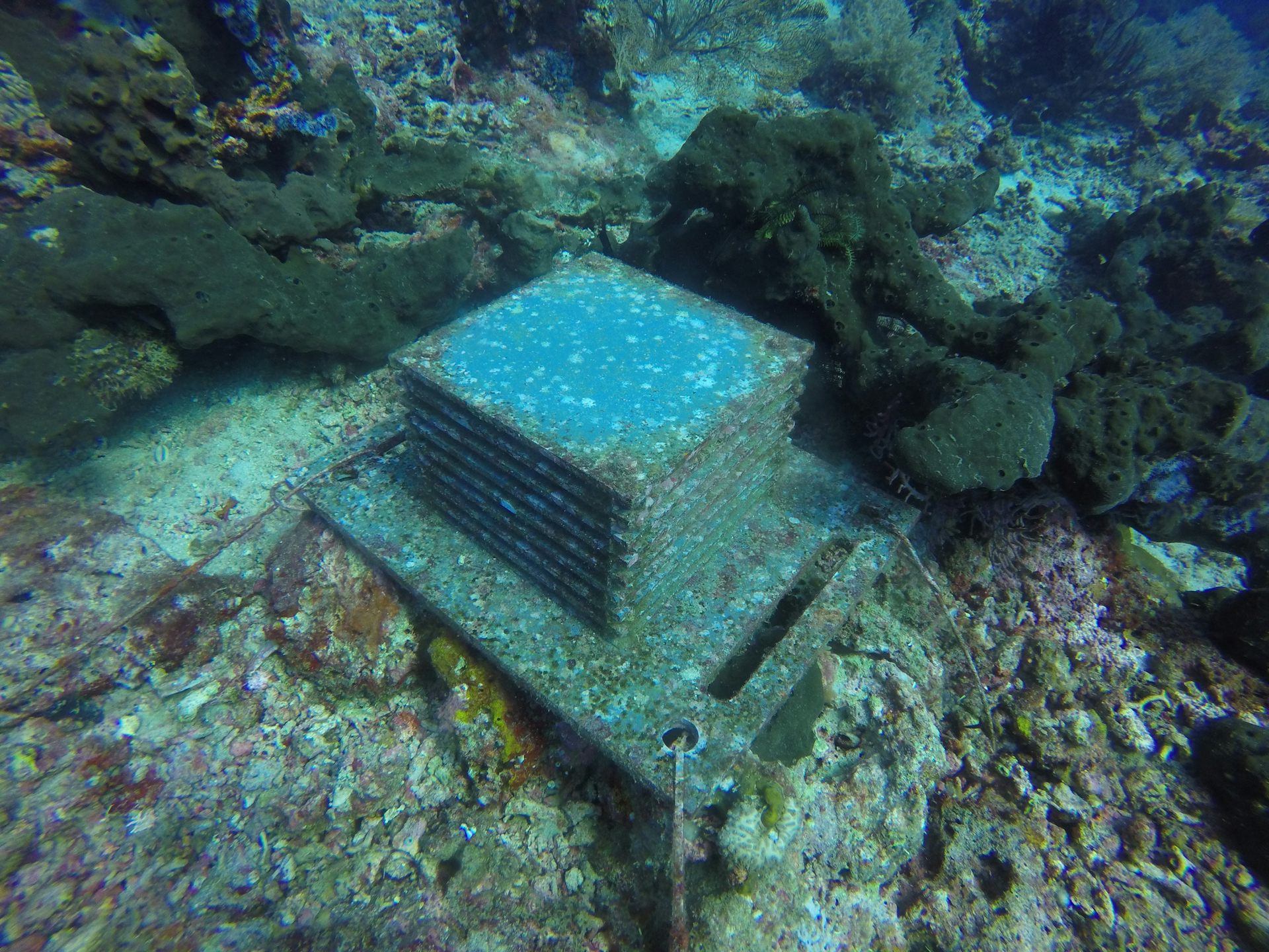 Mengenal ARMS: terumbu karang buatan untuk riset keanekaragaman hayati laut