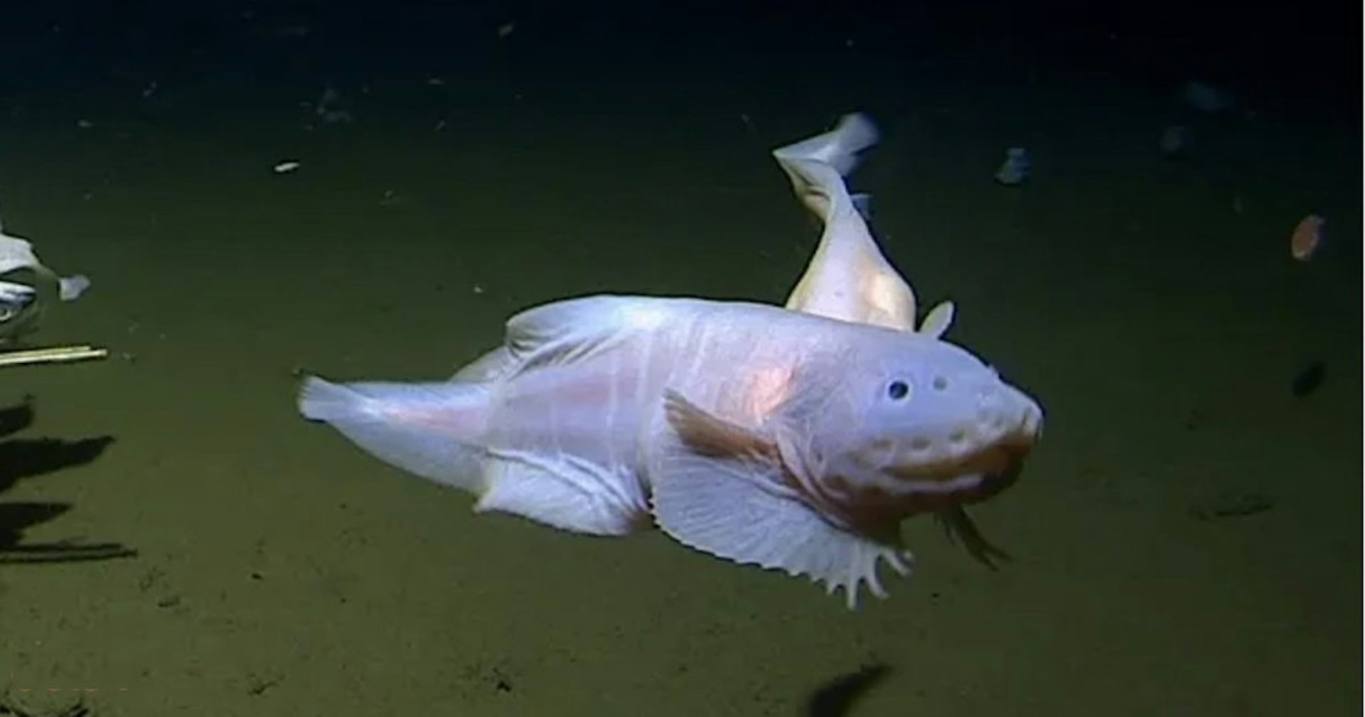 Snailfish: the 'impossible' fish that broke two deep sea records