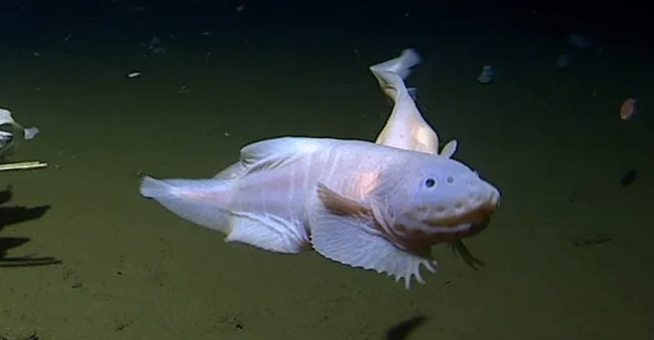 White ghost-like fish faces the camera