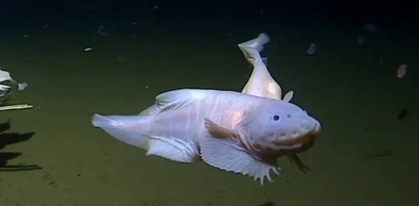 Snailfish: the ‘impossible’ fish that broke two deep sea records shows ...