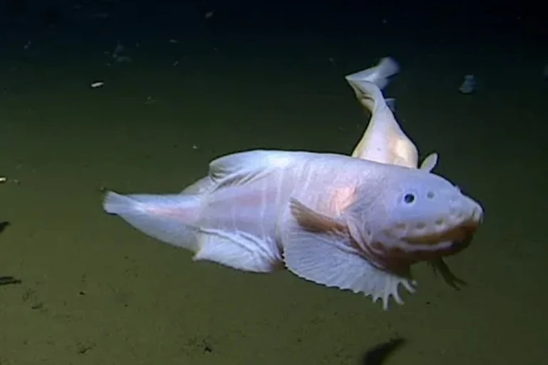 White ghost-like fish faces the camera