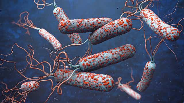 An illustration of the cholera virus.