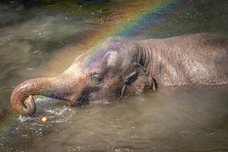 An elephant in the water closes its eyes while a photographer captures a rainbow on its trunk and forehead.