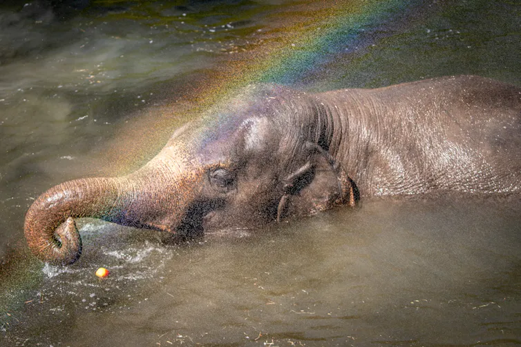 pelangi di belalai gajah
