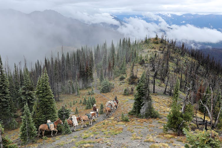 A team of pack mules carries supplies up a high mountain in Glacier National Park. Some of the trees have burned, even at this high elevation.