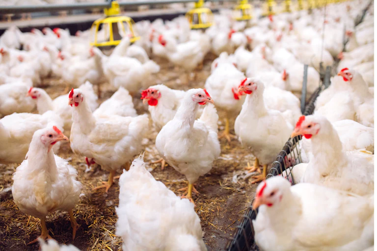 Chickens in an indoor farm.