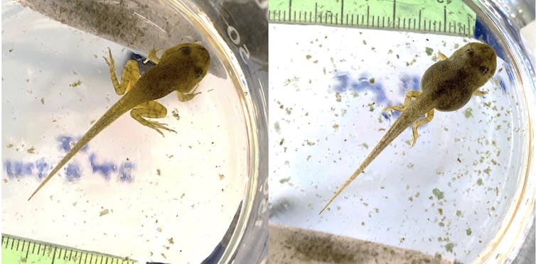 Malformed tadpoles with missing toes and shorter limbs.