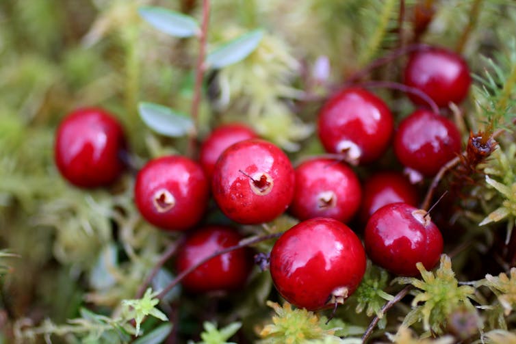 Cranberries on a bush