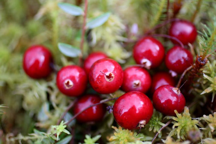 Le jus de canneberge peut prévenir les infections urinaires récurrentes,  mais pas pour tous