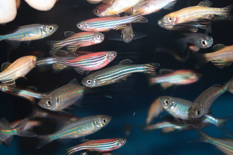 A photo of zebrafish swimming