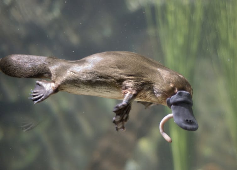 A photo of a platypus swimming with a worm dangling from its beak.