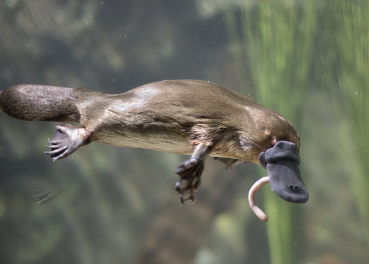 A photo of a platypus swimming with a worm dangling from its beak.