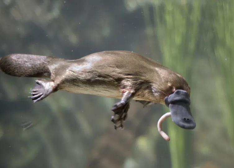 A photo of a platypus swimming with a worm dangling from its beak.