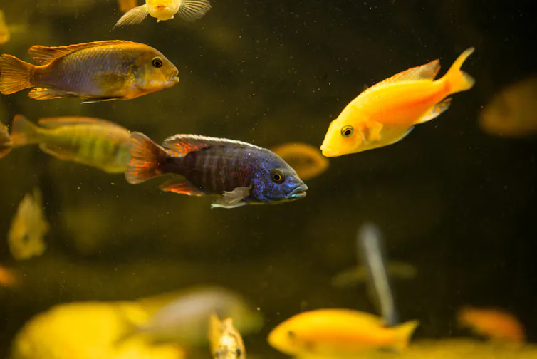 A photo of cichlid fish