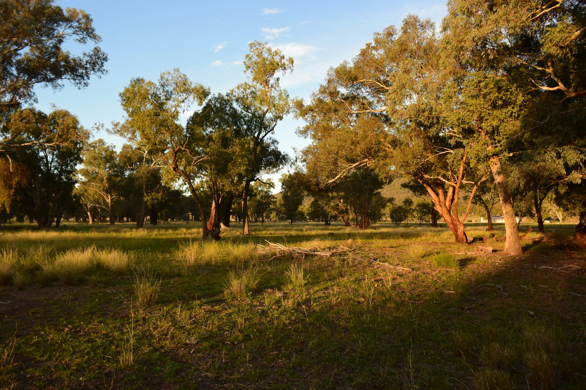 Sunset in a woodland ecosystem with grass in foreground, trees in the background.