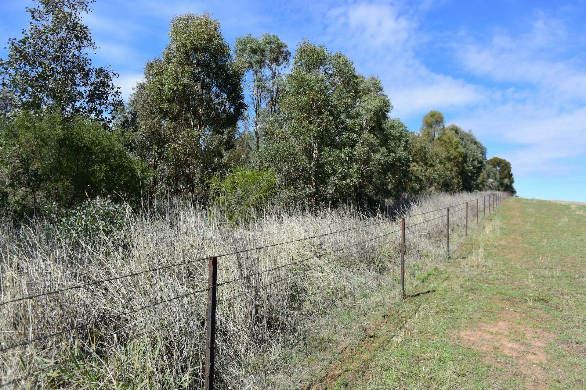 Fenced young trees, alongside a paddock