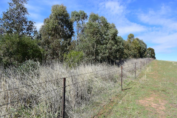 Fenced young trees, alongside a paddock