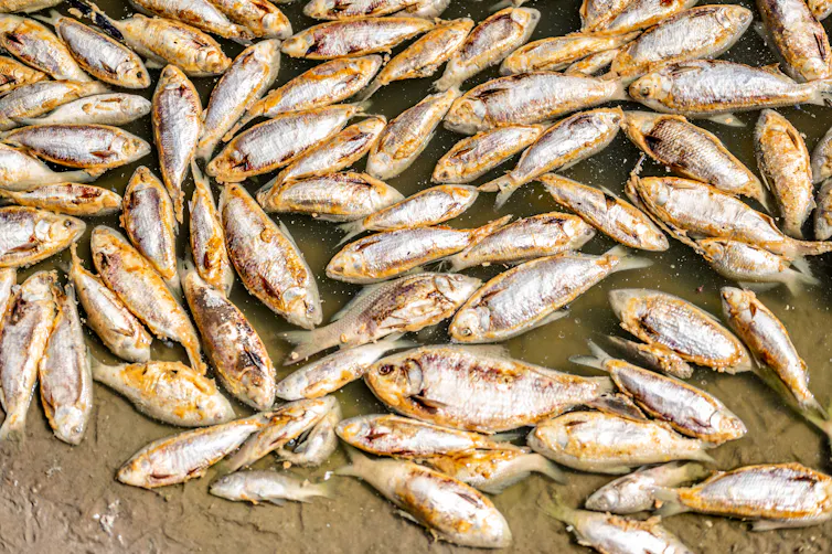 menindee fish kill