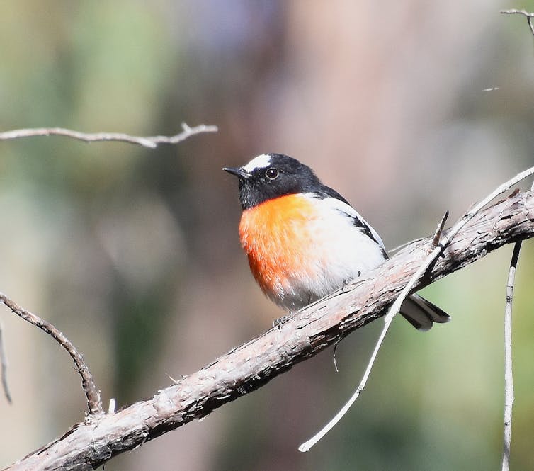 Male scarlet robin perches on a branch