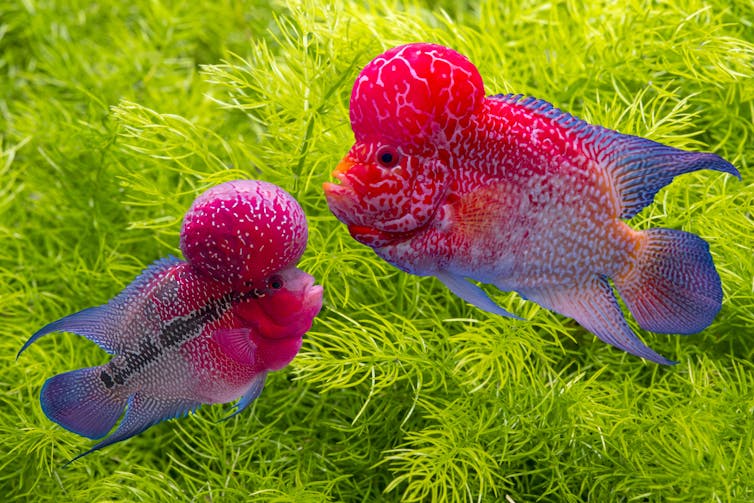 Two brightly coloured flowerhorn cichlid fish face each other, against a green leafy background
