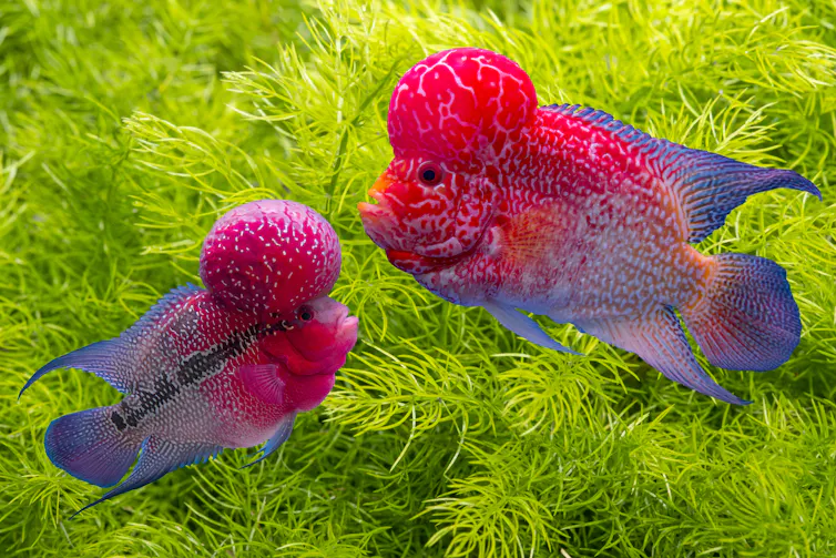 Two brightly coloured flowerhorn cichlid fish face each other, against a green leafy background