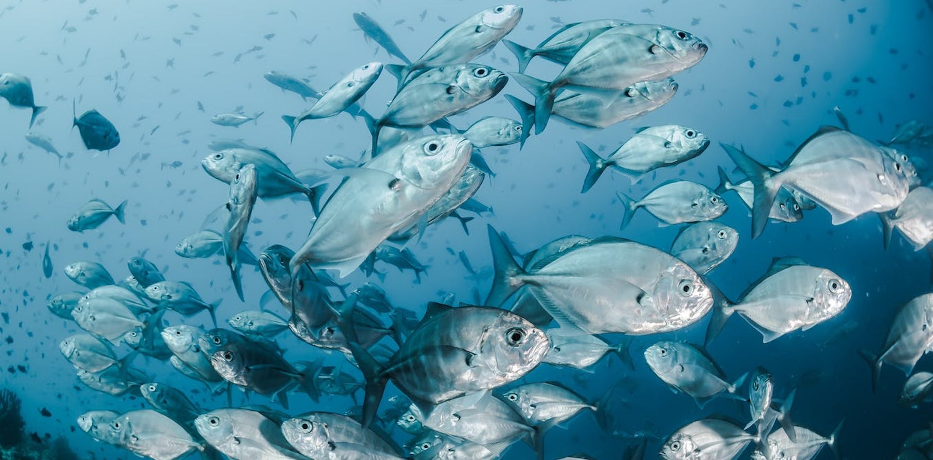 El Nino 2023 juga berdampak ke laut, bencana bagi ikan dan karang