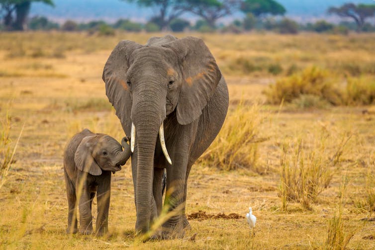 An adult African elephant with its child on the savannah.
