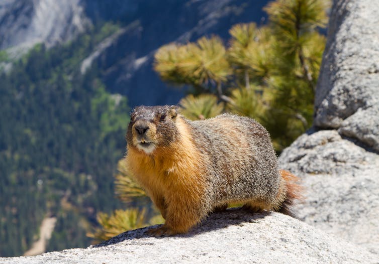 A small rodent on a mountain.