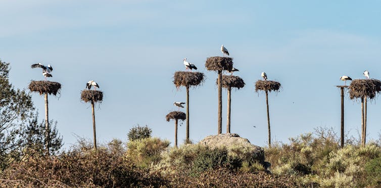 Large, white birds nest atop poles.