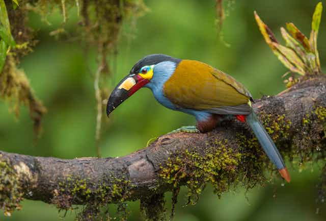 A blue-chested and brown-winged bird with colourful beak hunched on a tree trunk.