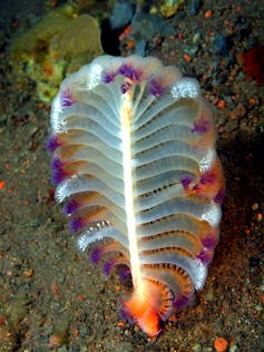 Sea pens resemble old fashioned quill pens