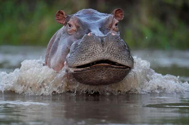Un hipopótamo nada en un río.