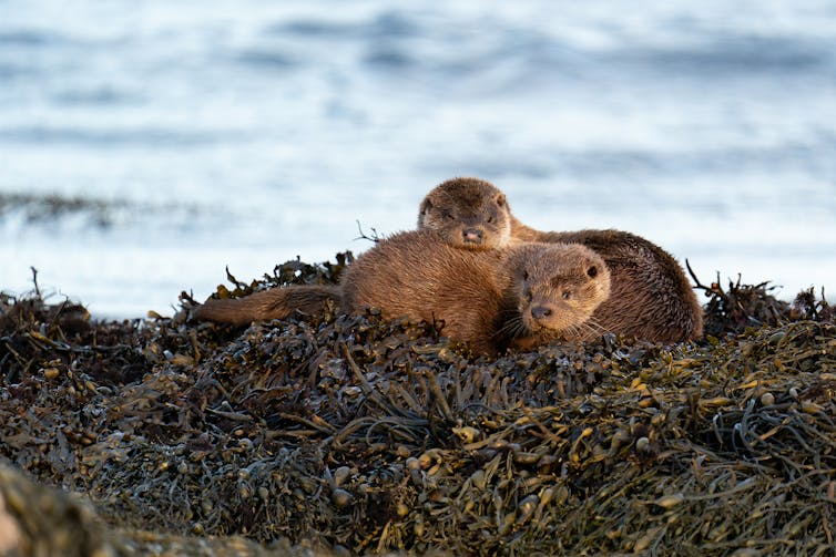 Two otters on a bed of kelp.