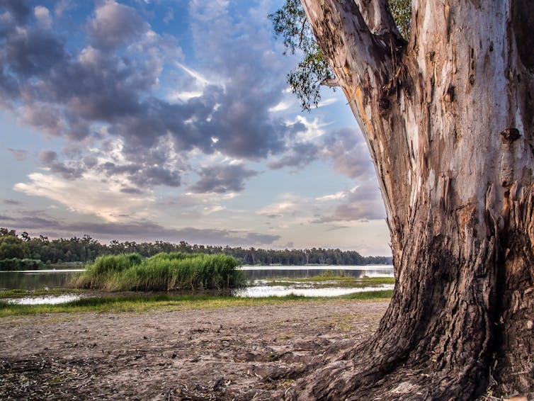 river red gum