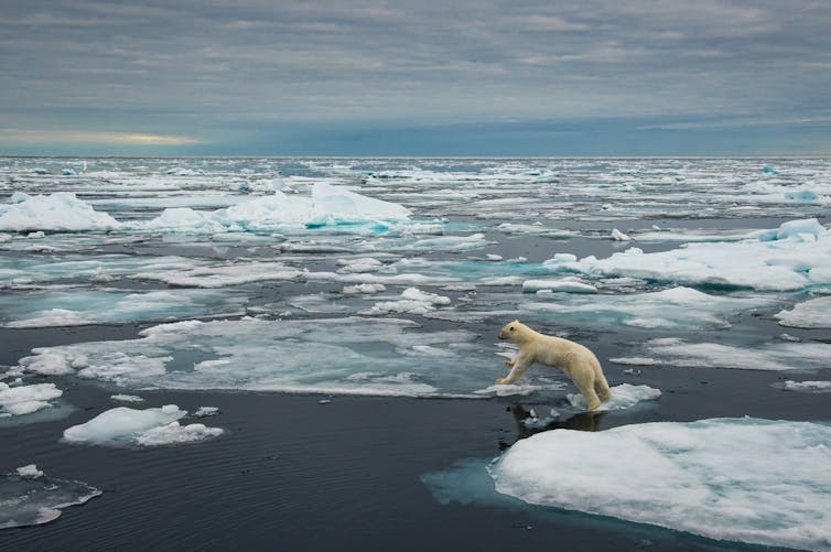 A thin polar bear trying to jump across melting ice in a wide-angle shot