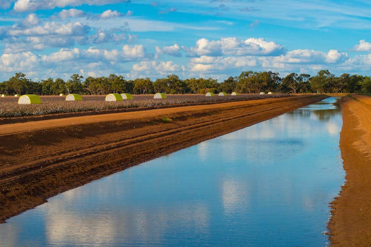 cotton farming NSW