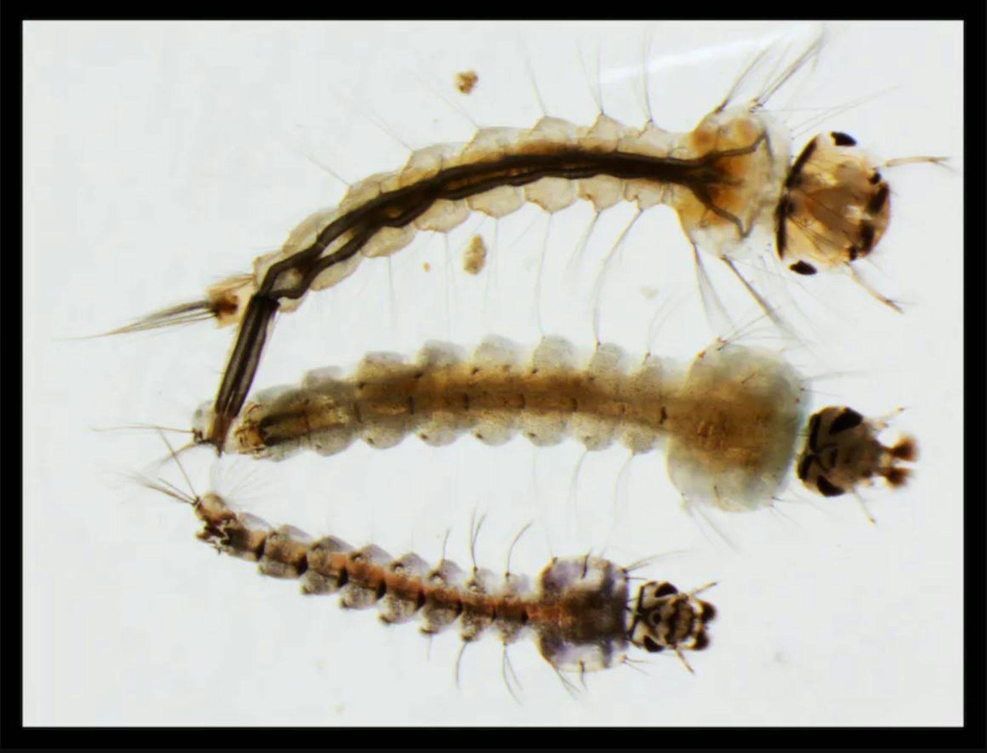 Bagaimana suhu dan polusi yang lebih tinggi mempengaruhi nyamuk penular malaria