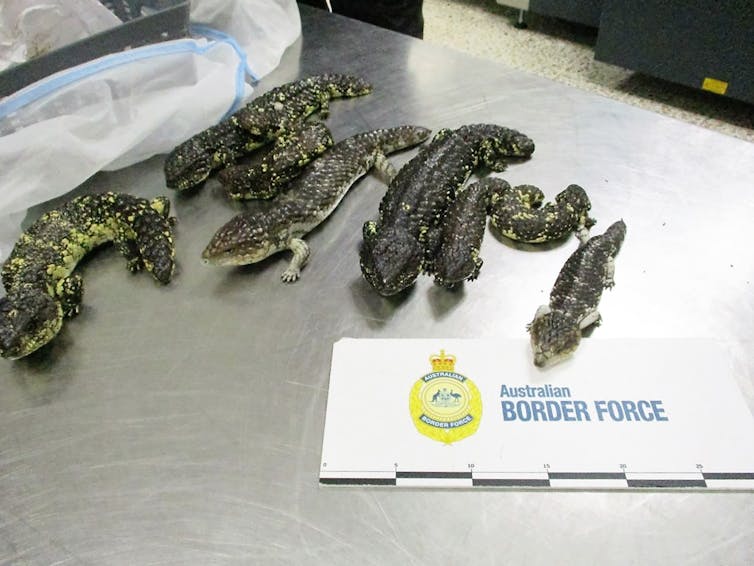 A stainless steel table with seven stumpy lizards on it and a sign that reads australian border force