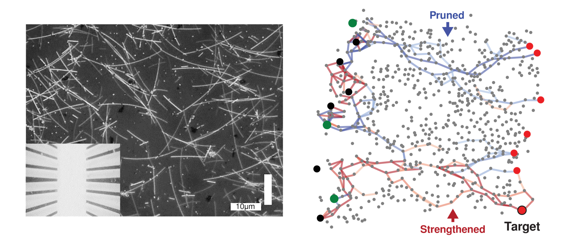 Networks Of Silver Nanowires Seem To Learn And Remember, Much Like Our ...