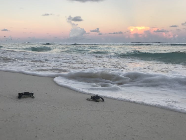 Two tiny turtles crawling towards the surf on a tropical, sandy beach.