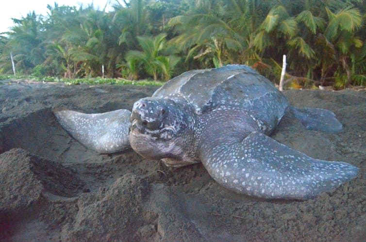 A large sea turtle with a fleshy, ridged back.