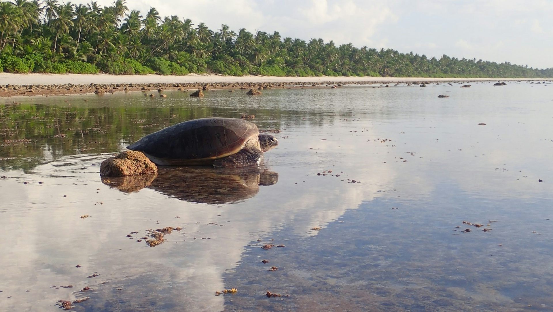 A large sea turtle on an inundated tropical beach.