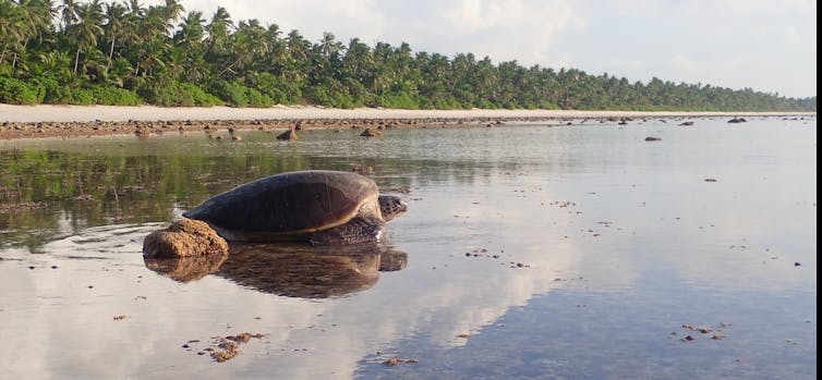 A large sea turtle on an inundated tropical beach.