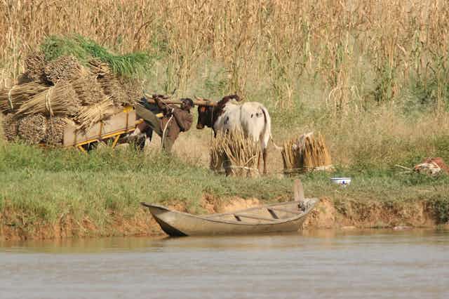 Scène en bordure de fleuve, un homme attache des gerbes de céréales sur une charette tirée par un boeufs, champ de céréales en arrière-plan
